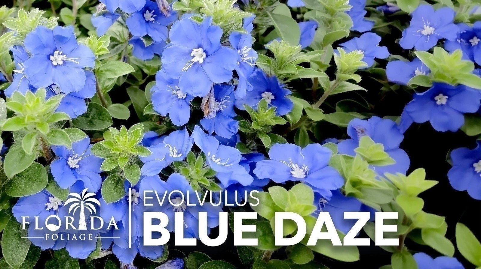 Blue Daze | Live Plants | Evolvulus Glomerata, Low Maintenance