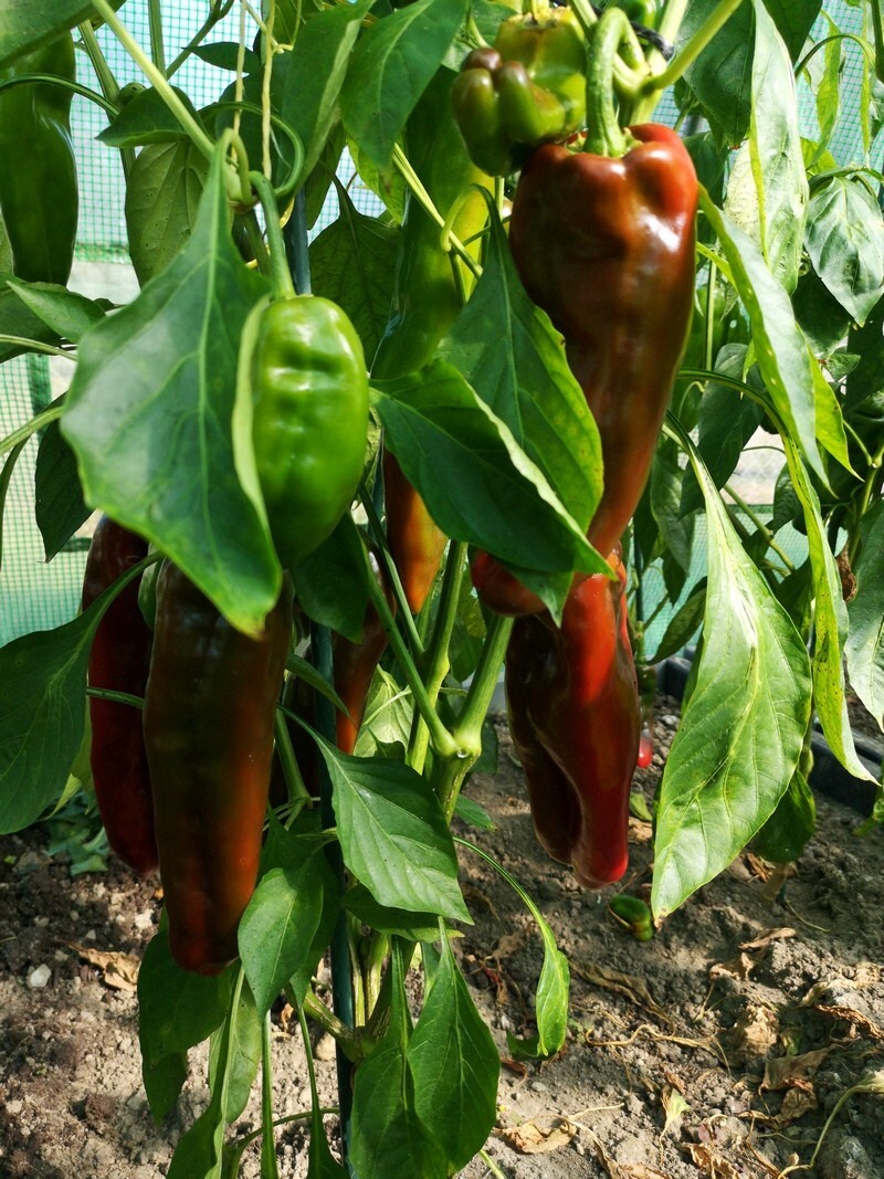 30 Giant Marconi Sweet Pepper Seeds