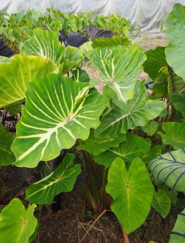 Pharaoh’s Dream- Colocasia esculenta- Elephant Ear – SMALL ROOTED STARTER Plant