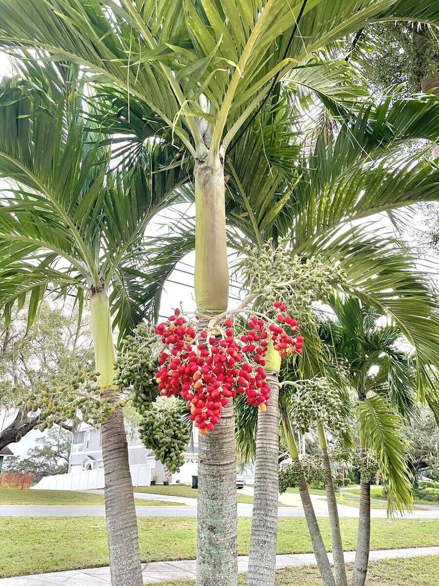 Live MATURE 1 ft tall : Bare root : Adonidia Merrillii Christmas Palm Tropical