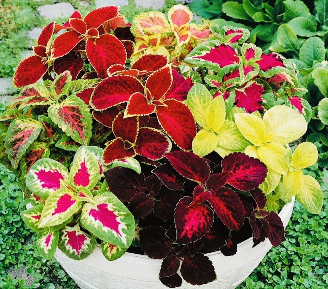 COLEUS 125+ MIXED RAINBOW COLORED FLOWER SEEDS~ BROOKLYN’S BOTANICAL GARDEN CLUB