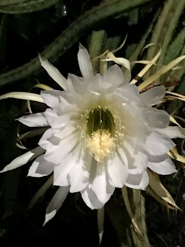 Night Blooming Cereus Cactus Rooted 4 Healthy Cuttings!!! Very Easy to Grow