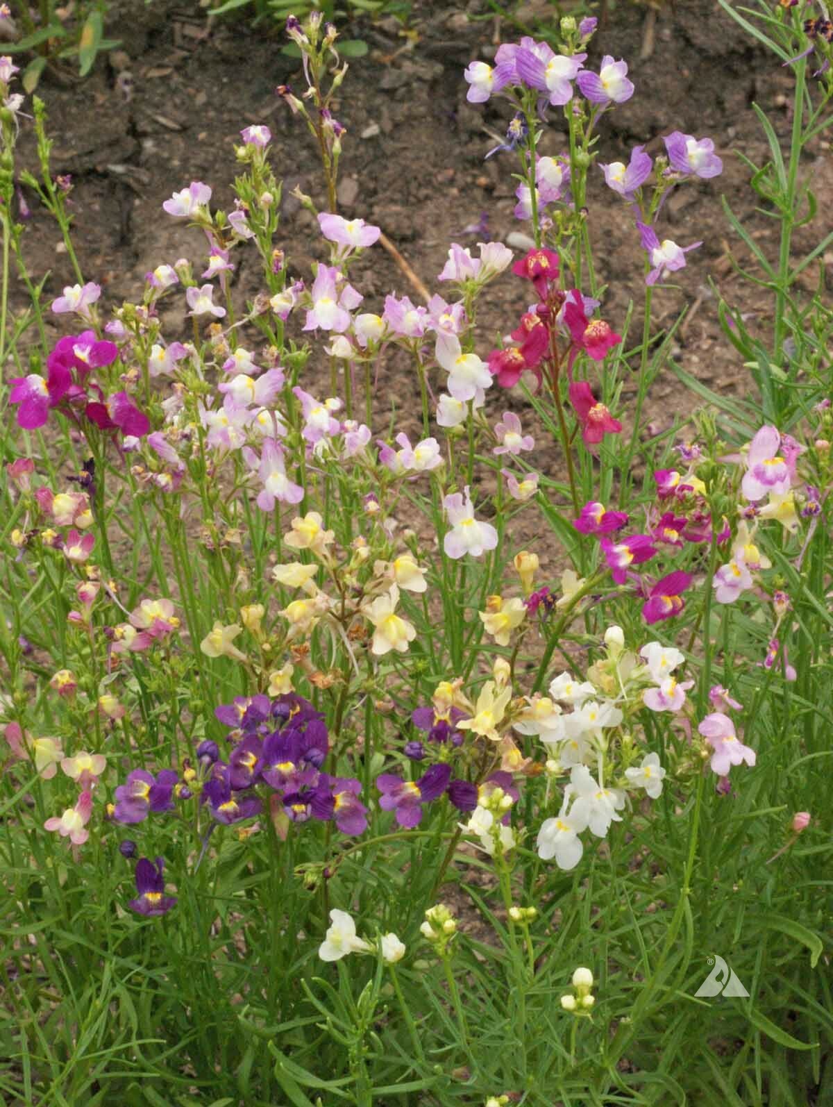 Wildflower Mix SHADE with Perennials 16 Species Pollinators Non-GMO 500+ Seeds