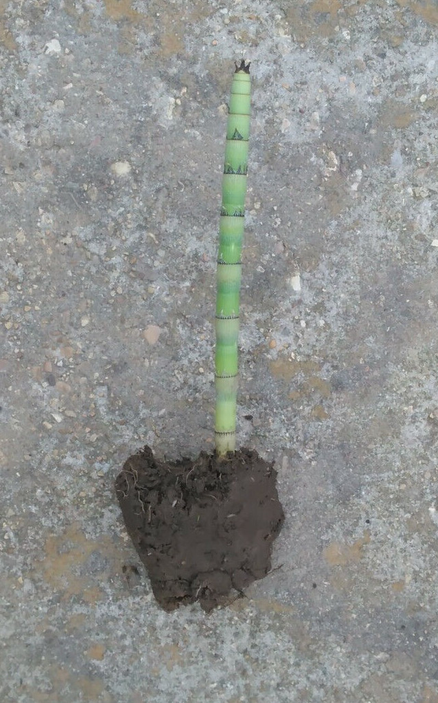2 Horsetail Reed Grass (Equisetum hyemale) Rhizomes