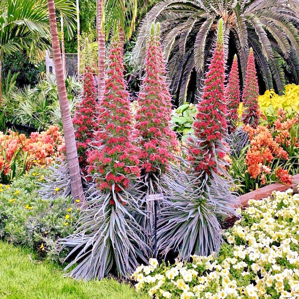 20 TOWER OF JEWELS SEEDS (Echium Wildpretii) Hummingbird Garden Flower Plant