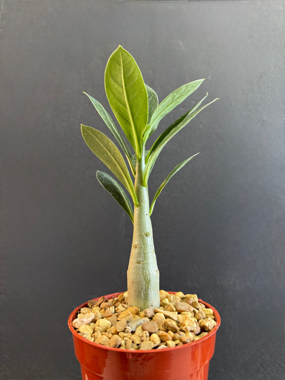 ADENIUM ARABICUM rare caudex exotic bonsai desert rose 2″ SEEDLING plant