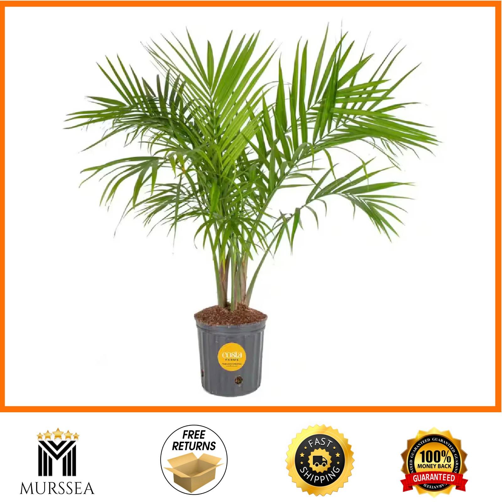 Costa Farms Majesty Palm 8.75in Pot 3-4ft Tall Indoor Live Plant