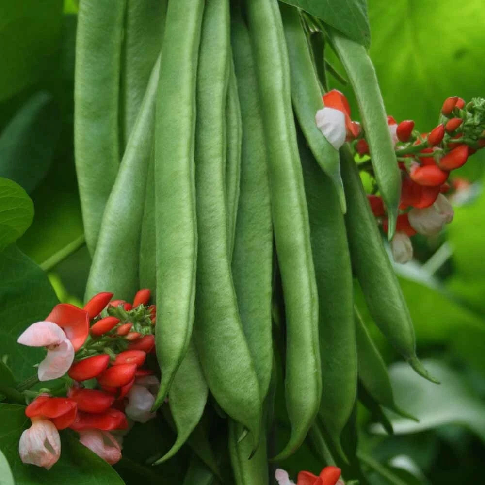 PAINTED LADY RUNNER BEANS, Heirloom, Edible & Ornamental, Red & White Blossoms