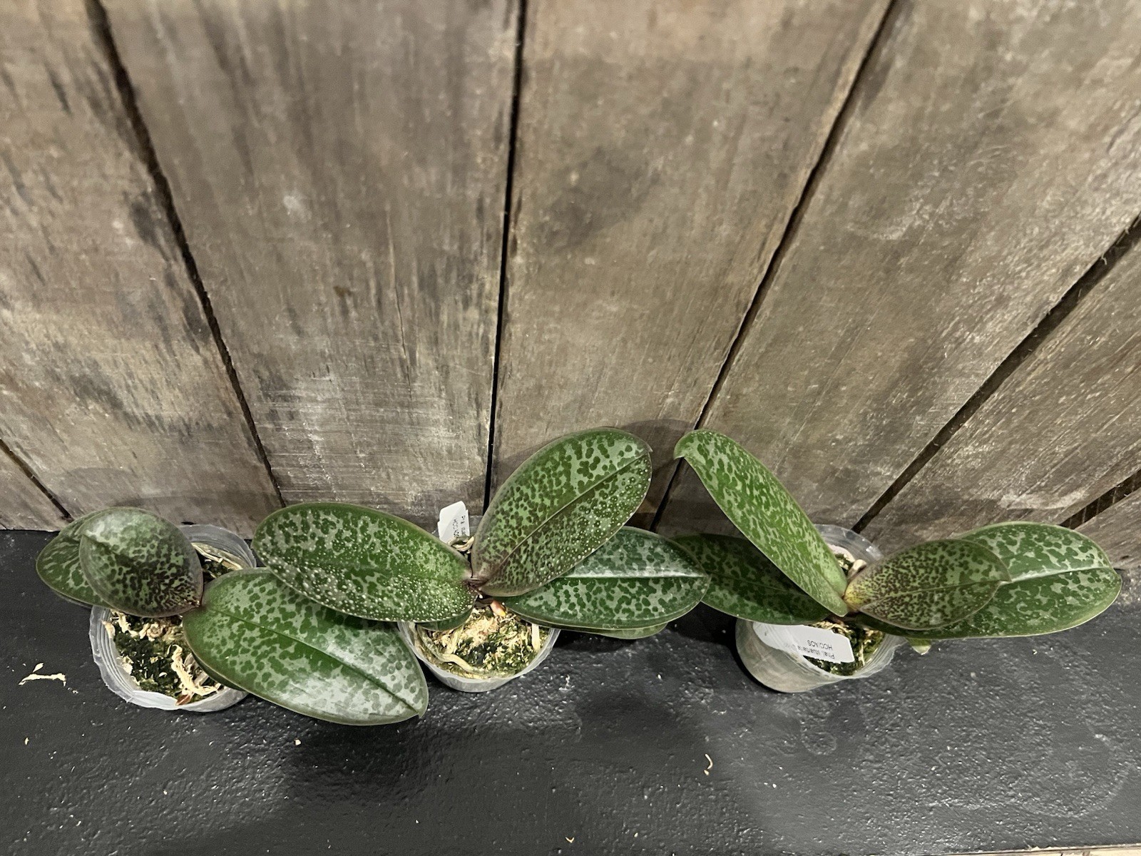 Phal. stuartiana ‘Sogo’ HCC/AOS, Mericlone, Spike Initiated, Mottled Leaves