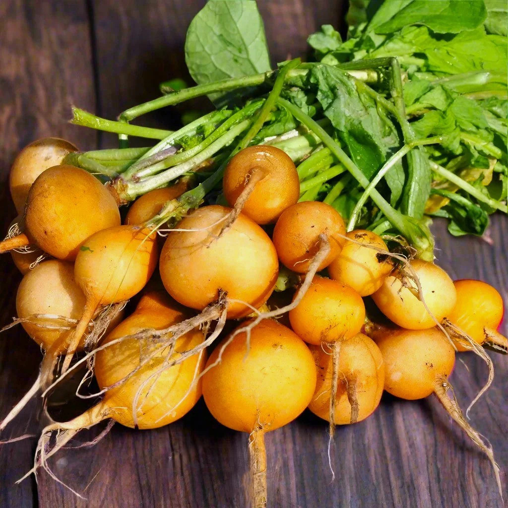 Golden Helios Radish Seeds – For 2025 Planting Raphanus Yellow Globe Sun