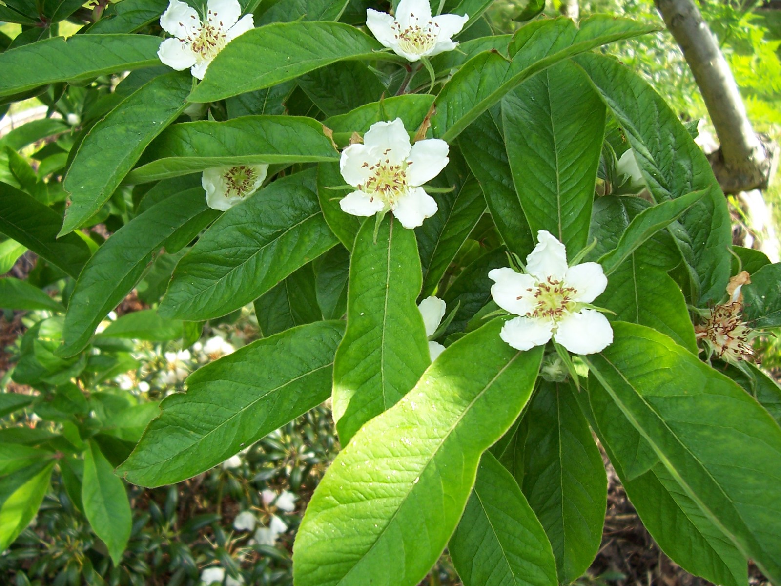 Showy Medlar, Mespilus germanica, Tree Seeds (Edible)