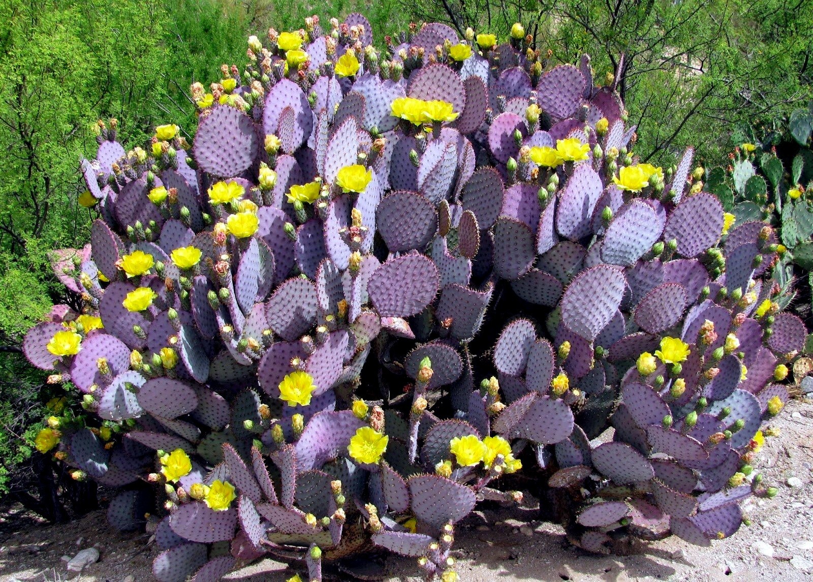 10 Purple Cactus (Opuntia santarita) Prickly Pear Fruit Rare, Fast, Hardy-Zone 7
