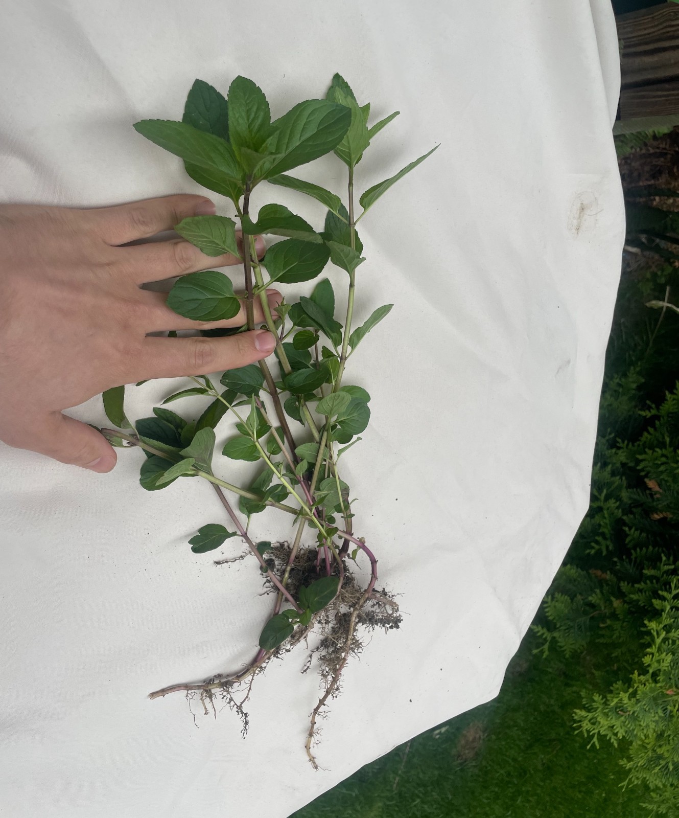 ‘Chocolate Mint’ ( Mentha x piperita) / 6 Field Grown Rooted Peppermint Stems