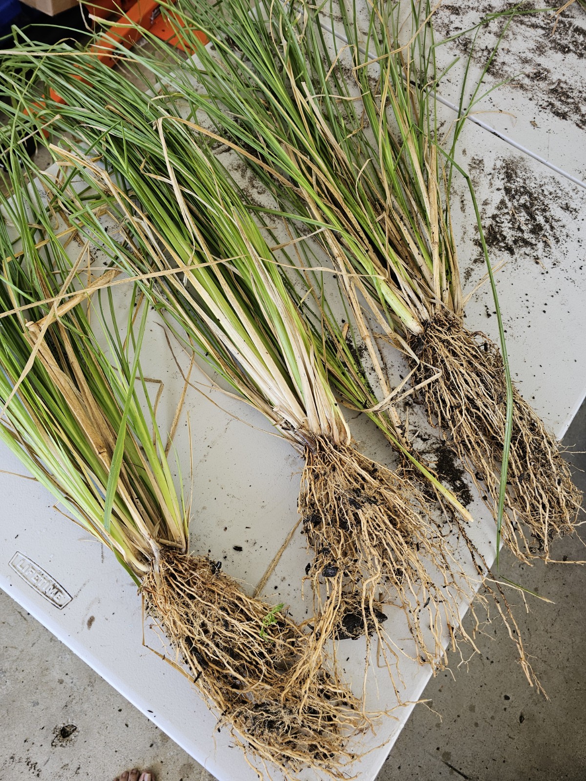 Vetiver live plant for EROSION CONTROL & Ornamental use