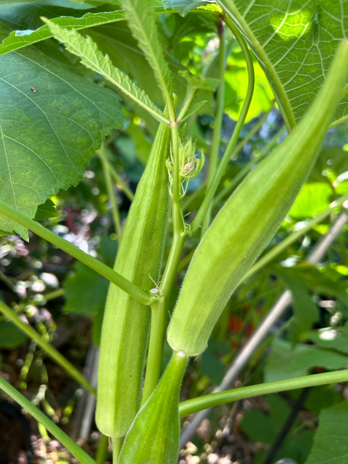 30+ Cajun Delight Okra Seeds