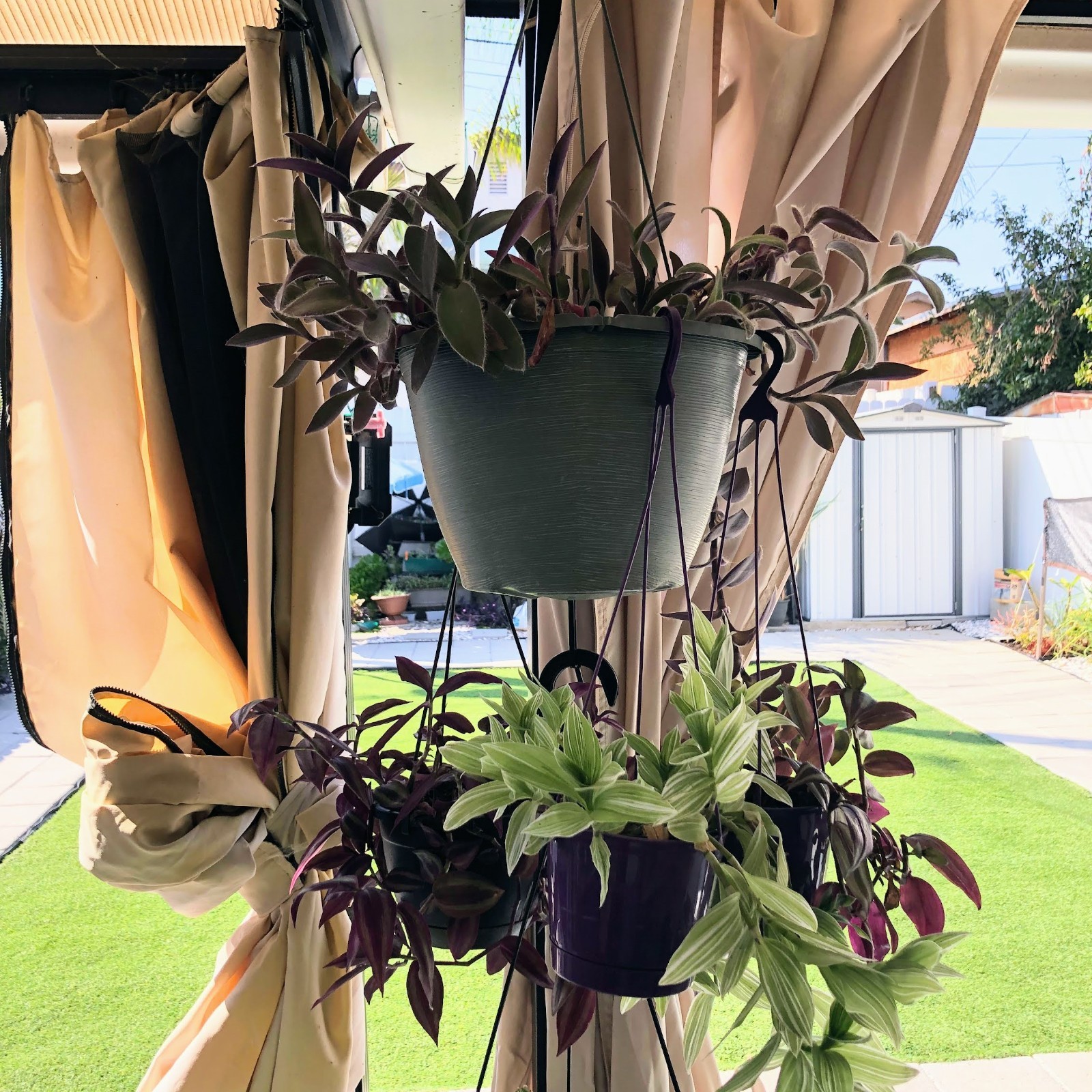 Assorted Wandering Jew Tradescantia Mix Purple Heart/Zebrina/Nanouk Indoor Pla