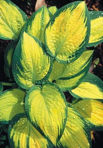 hosta ORANGE MARMALADE medium new colorful 2.5″ pot = 1 Live Potted Plant