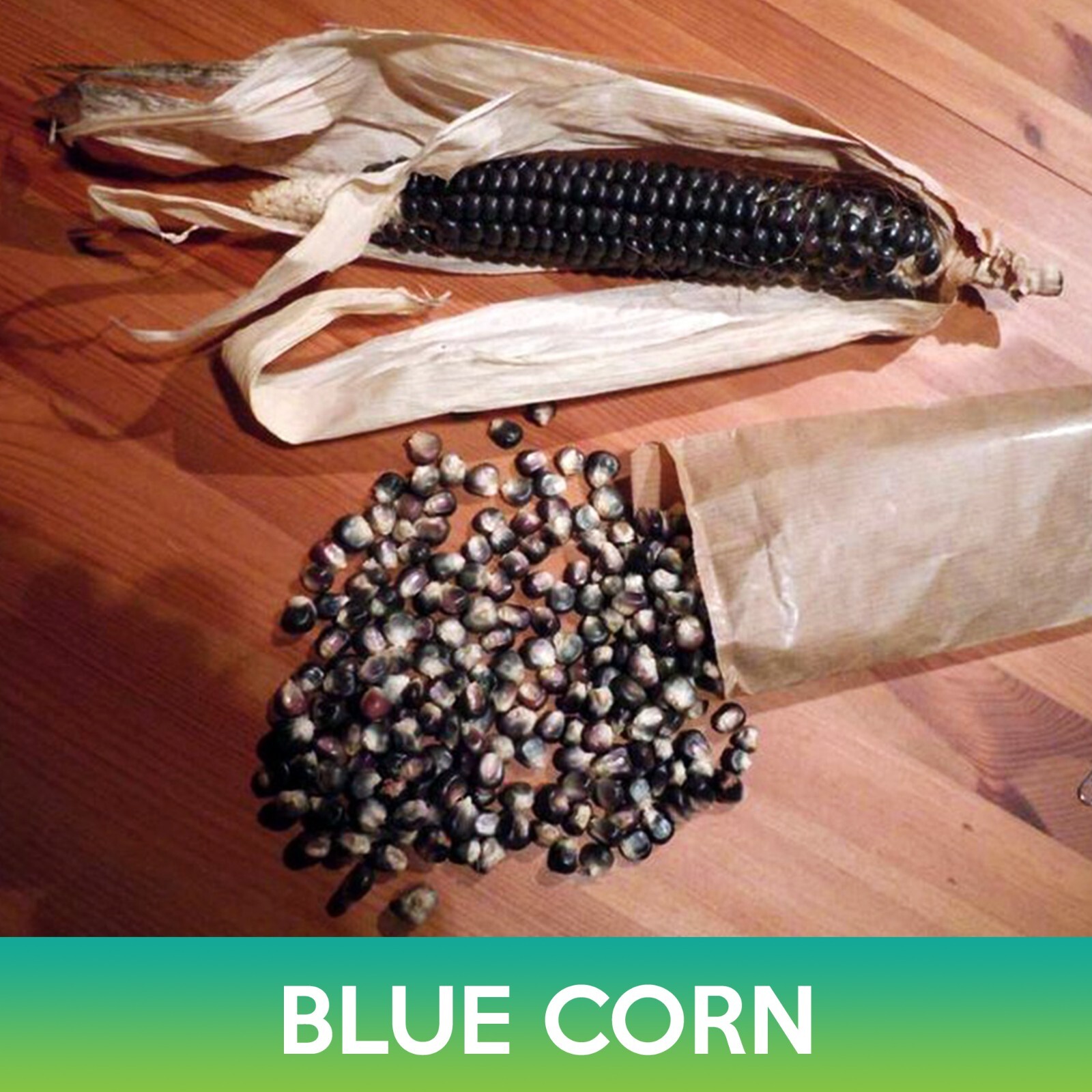 Blue Corn Seeds, Zea mays