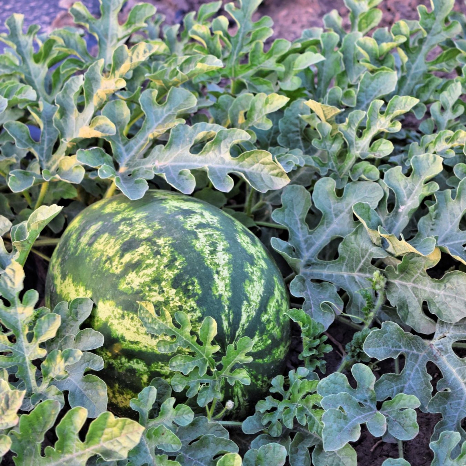 Jubilee Watermelon – Seeds – Non Gmo – Heirloom Seeds – Fruit Seeds