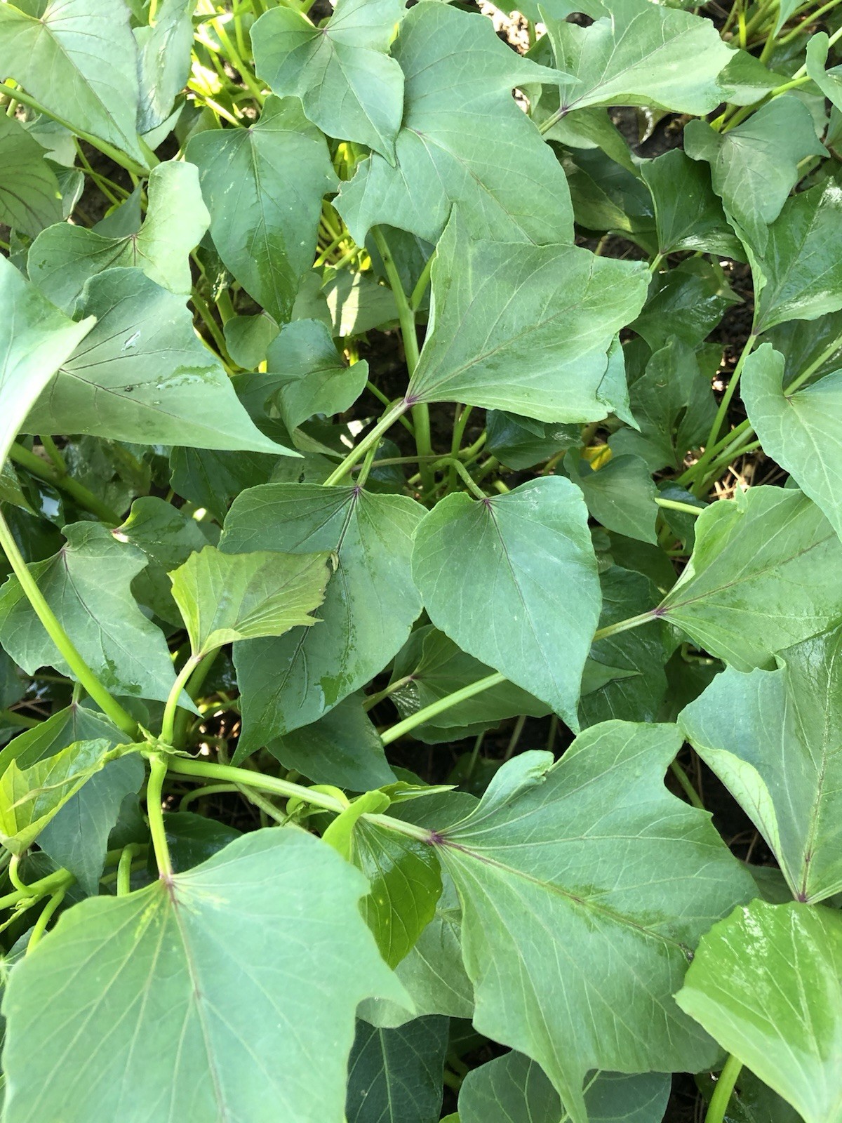 20 Slips Sweet Potato Slips Cutting Vines Ready To Plant