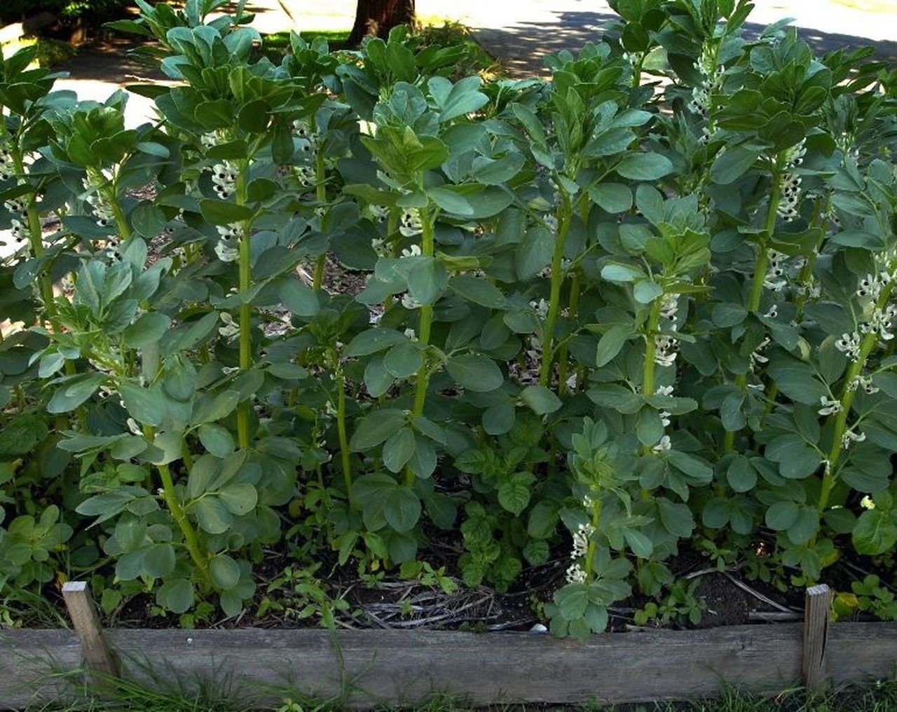 Broad Windsor Fava Bean Seeds, NON-GMO, Mediterranean, Cover Crop, FREE SHIPPING