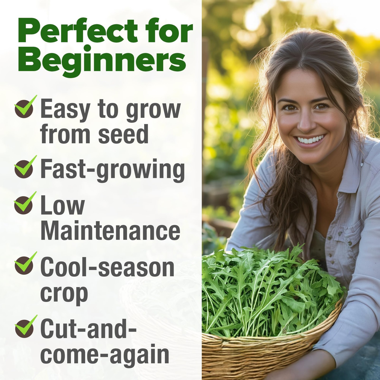 HOME GROWN Arugula Roquette Seeds 2,175+ Heirloom Non-GMO 1-Pack, Green