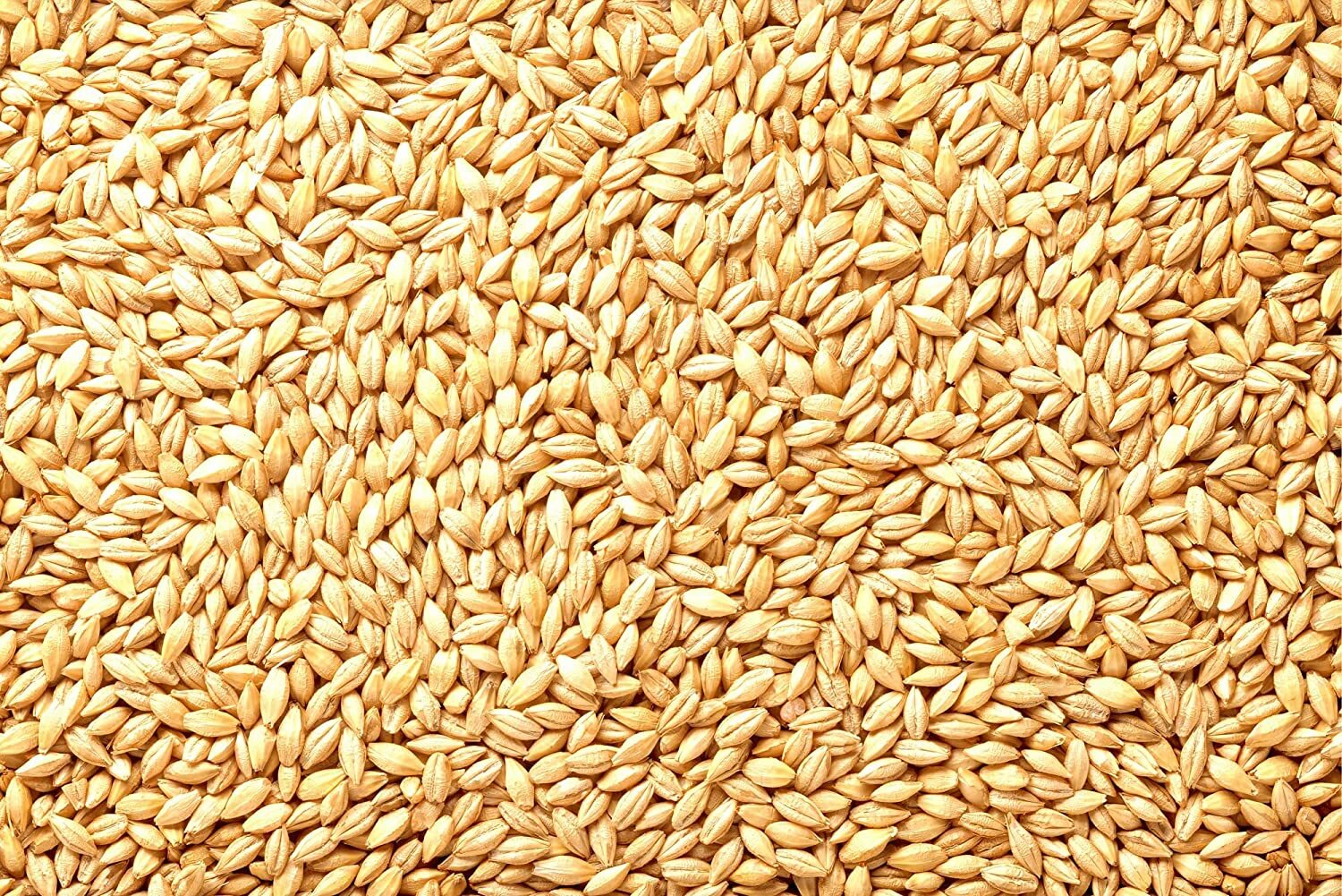 Wheat Cover Crop Seeds Made in USA