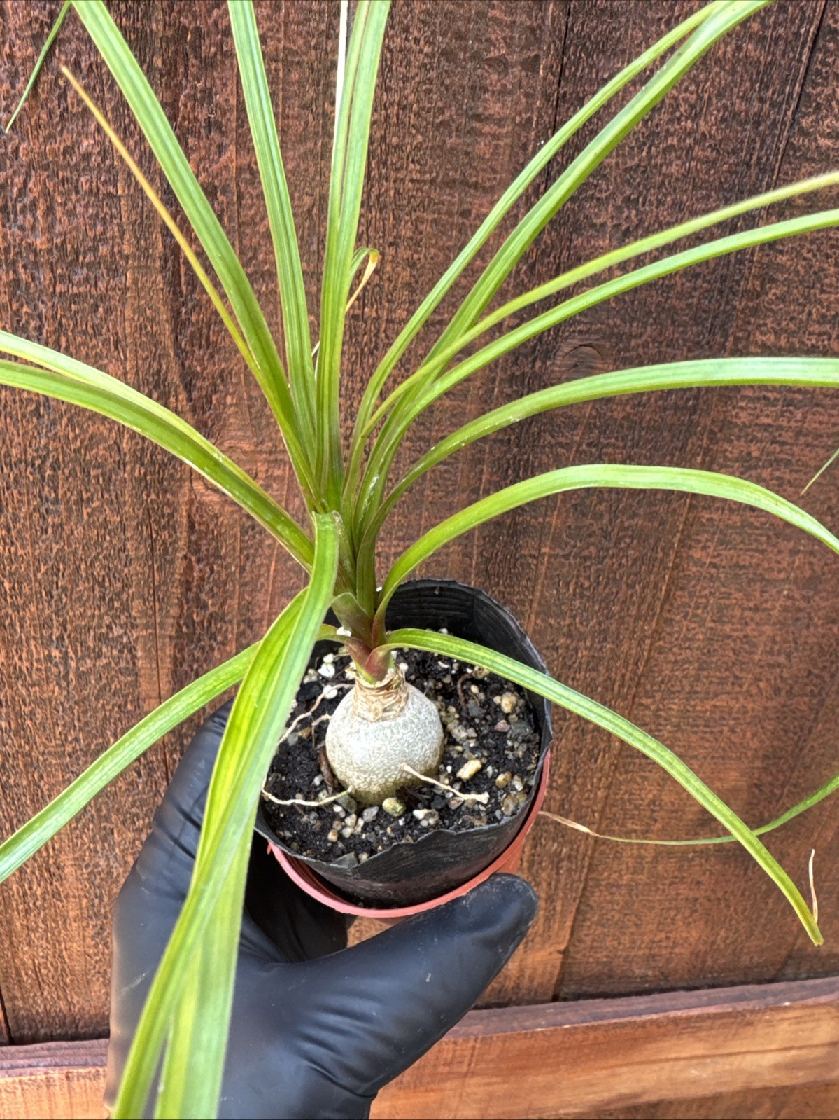 Beaucarnea recurvata Elephant Foot