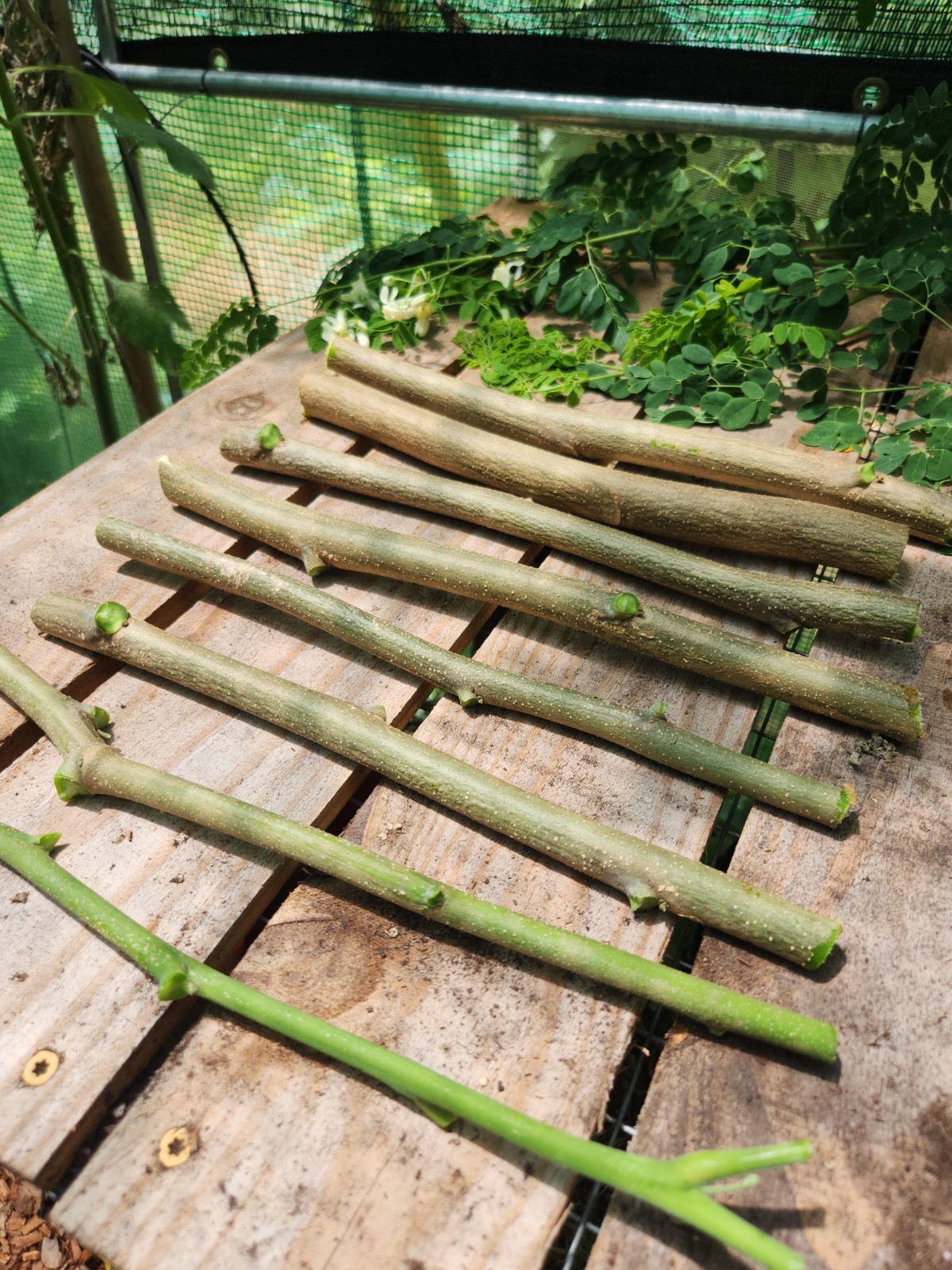 8 FRESH Moringa Tree Cuttinga Oleifera Miracle Drumstick Horseradish ( 10-12″ )