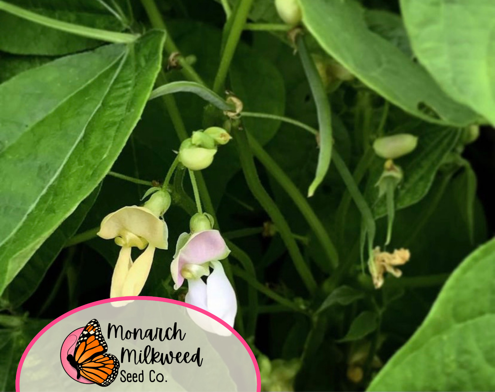 25+ Bush Bean Seeds ‘Roma II’ | Heirloom, Non-GMO, Vegetable Gardening Seed, USA