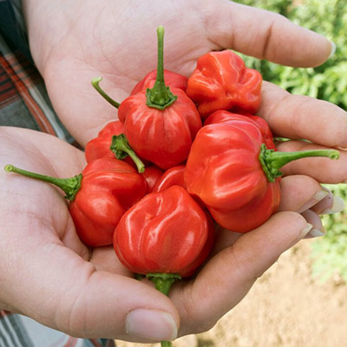 1oz Red Scotch Bonnet Hot Pepper Seeds – Approx 5000 Seeds – Non-GMO – Fresh!