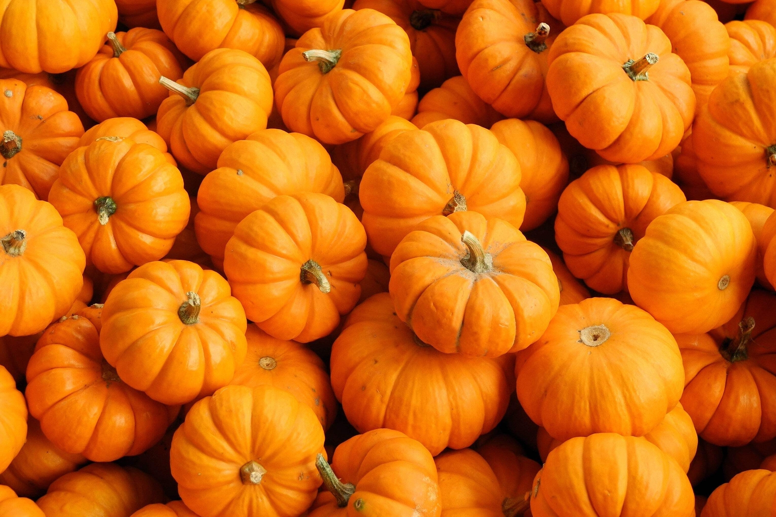 20 MINI MIX PUMPKIN Miniature Cucurbita Pepo White Green Orange Stripe Veg Seeds
