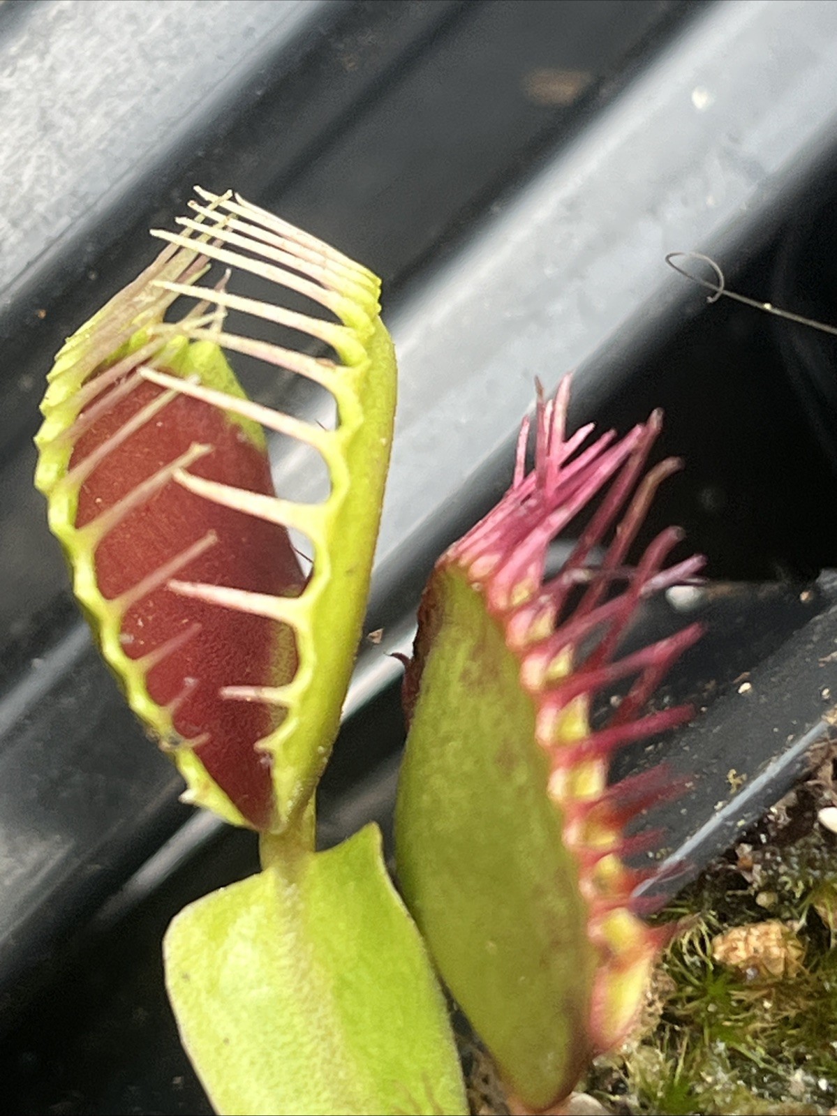 TYPICALS GONE WILD Live Potted Venus Flytrap Vigorous Plant