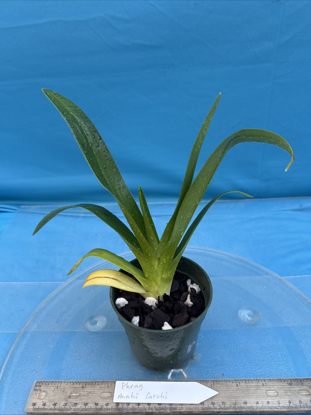 Phragmipedium Anahi Carchi Pink White Green Orchid Hybrid Tall Spikes 4” Pot