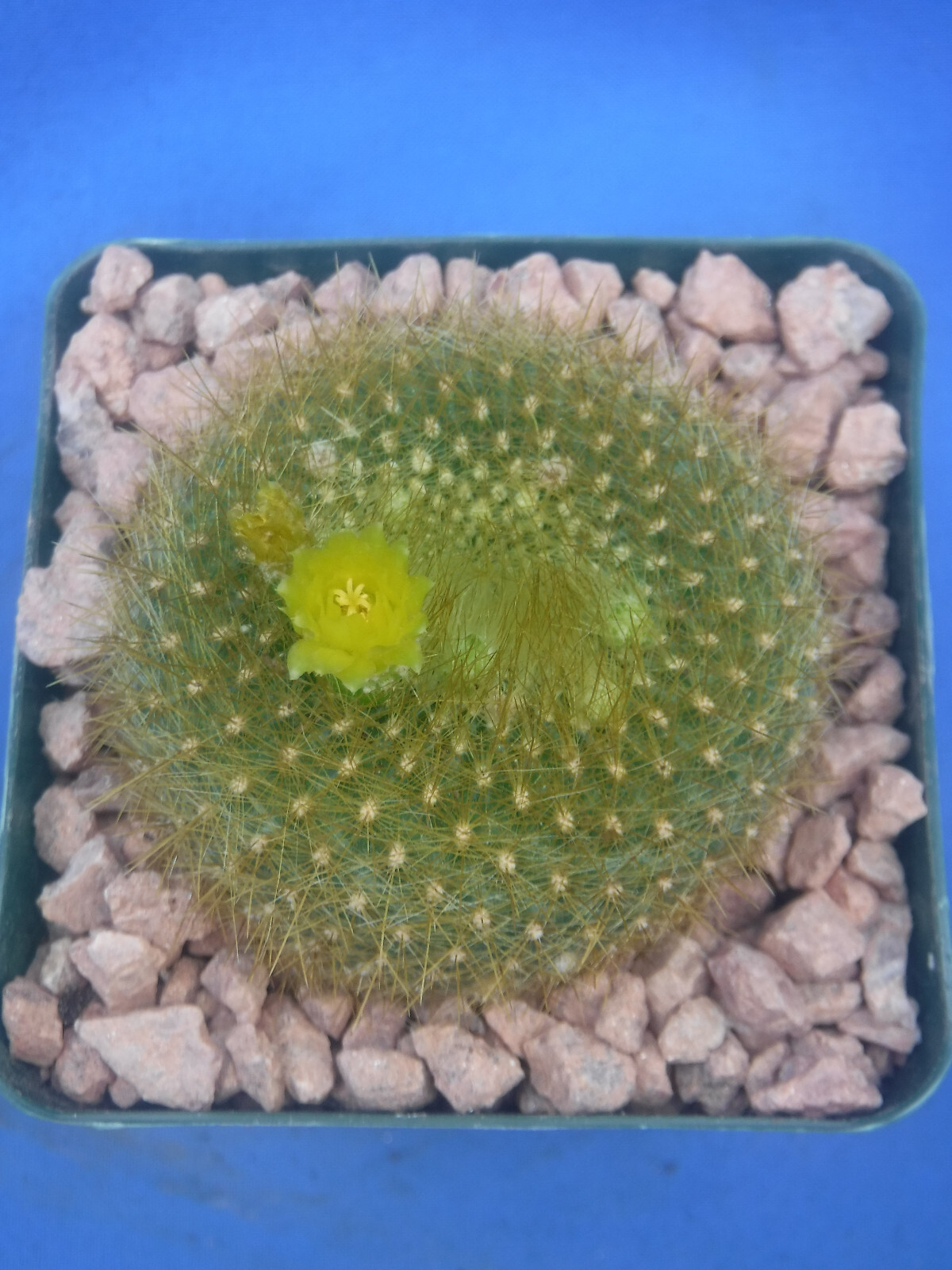 Notocactus graessneri v. flaviflorus Cactus Neon YELLOW/GREEN Flower 3″ Pot Size
