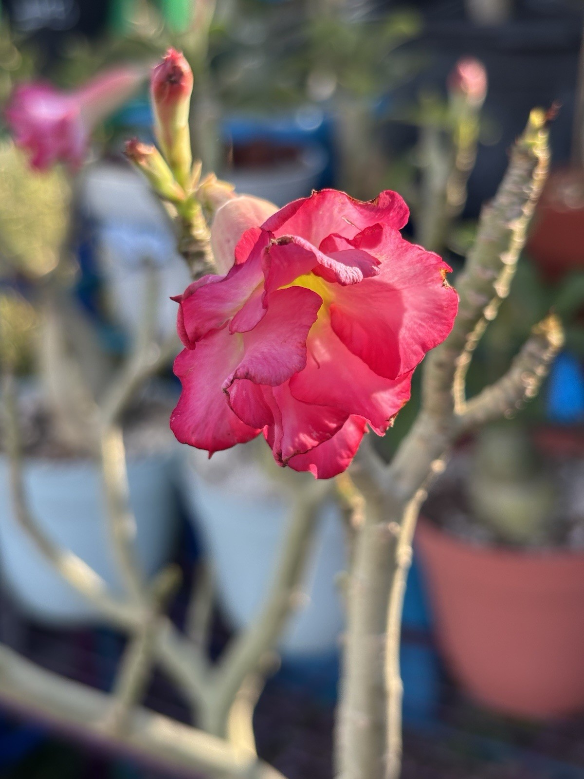 Adenium Obesum Desert Rose Bareroot Double Dark Pink