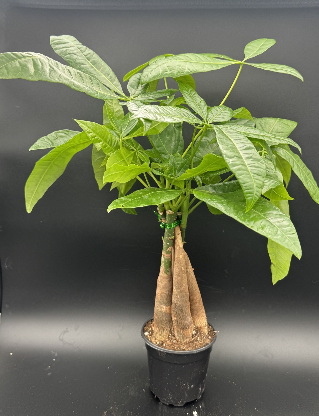 Money Tree (Pachira aquatica) – 4″ Pot Live Plant – Free Shipping