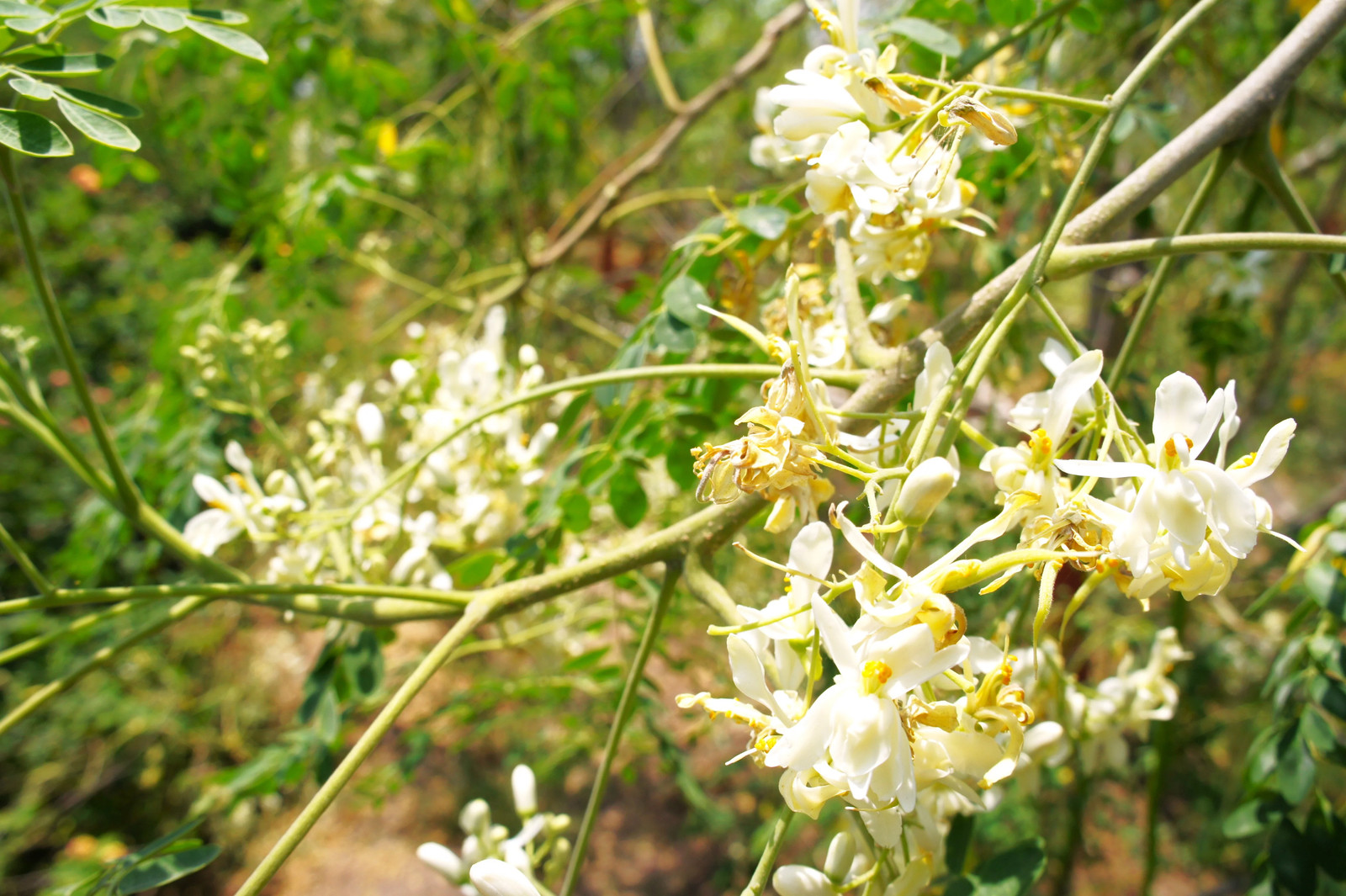 Moringa Tree Seeds | M. Oleifera Drumstick Horseradish Pods Indian Seeds 2025