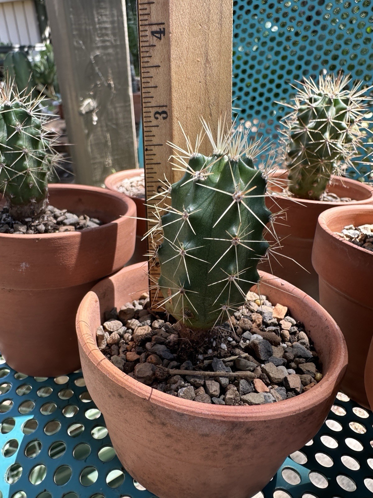 Echinocereus Coccineus Scarlet Hedgehog Cactus Claret Cup Bare Root Cold Hardy