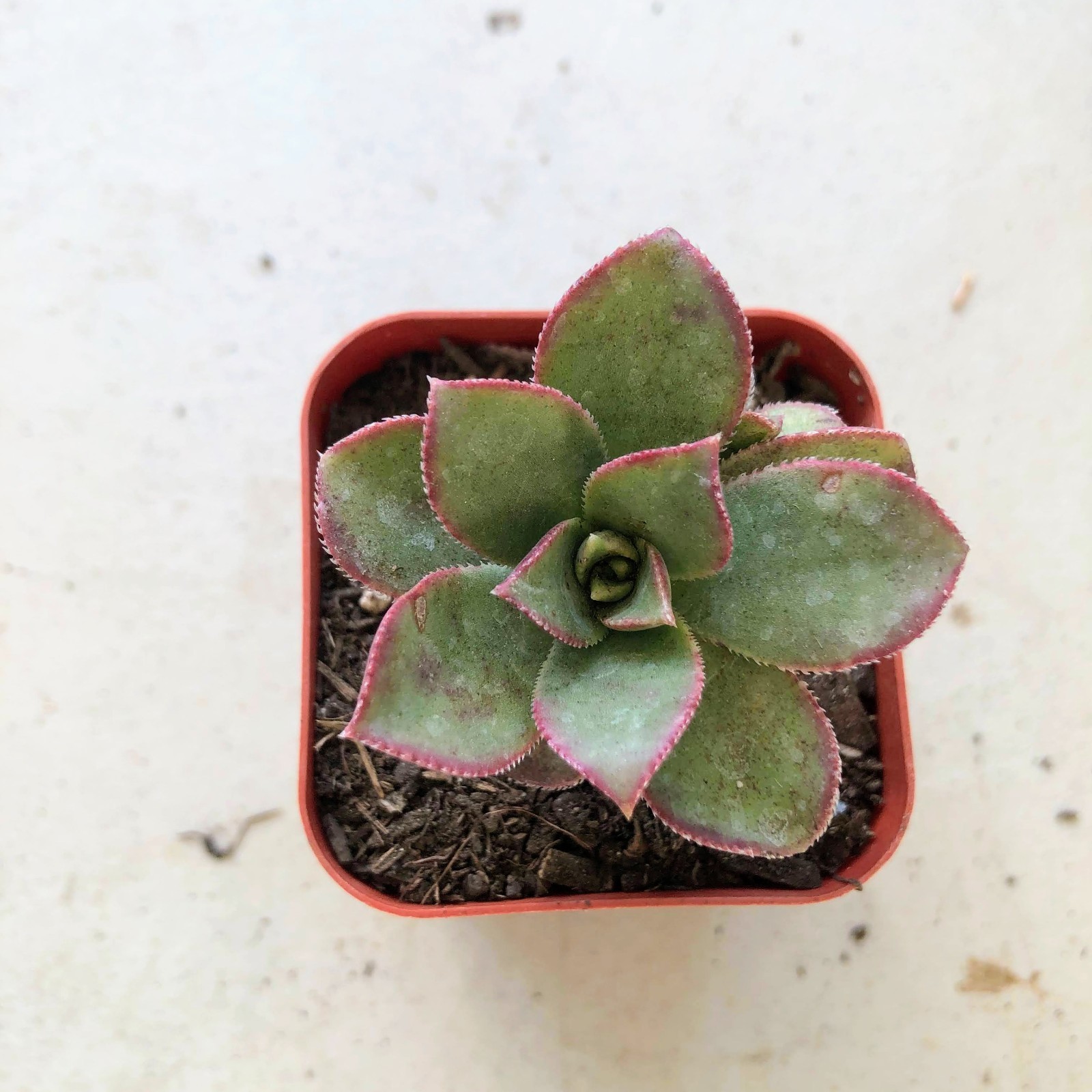 Aeonium ‘Kiwi’ Pinwheel Succulent – Variegated Green, Yellow & Pink Rosettes