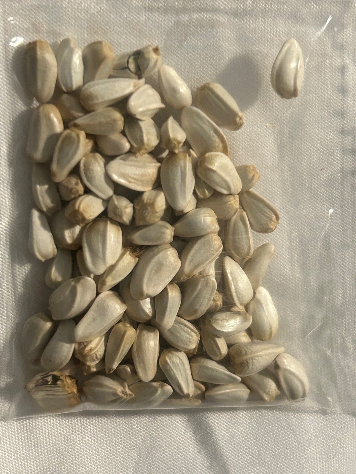20 SEED PACK for Germination of Exotic CROCUS plant bloom bush flower garden bed