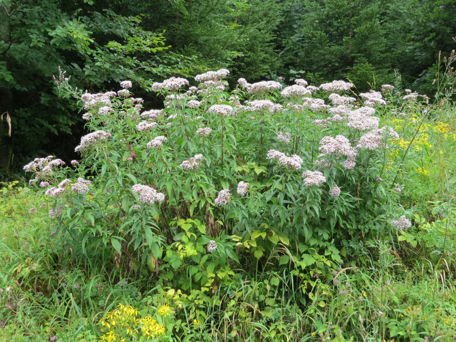 300 Common Boneset Seeds – Eupatorium perfoliatum – None-GMO Medicinal Herb