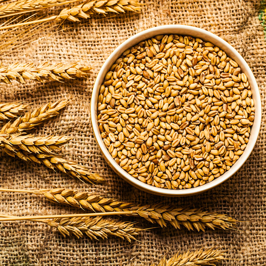 Fresh Wheat Seeds | Hard Red Winter | Organic | Heirloom Non-GMO | Grain Seeds