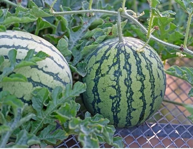 20 New Harvest of Quality Sweet Dixie Queen Watermelon Seeds-A 26