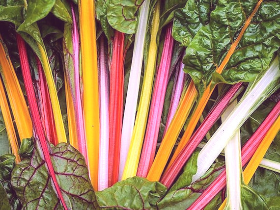 RAINBOW SWISS CHARD 50+ SEEDS ‘Beta vulgaris subsp. cicla var. Flavescens’