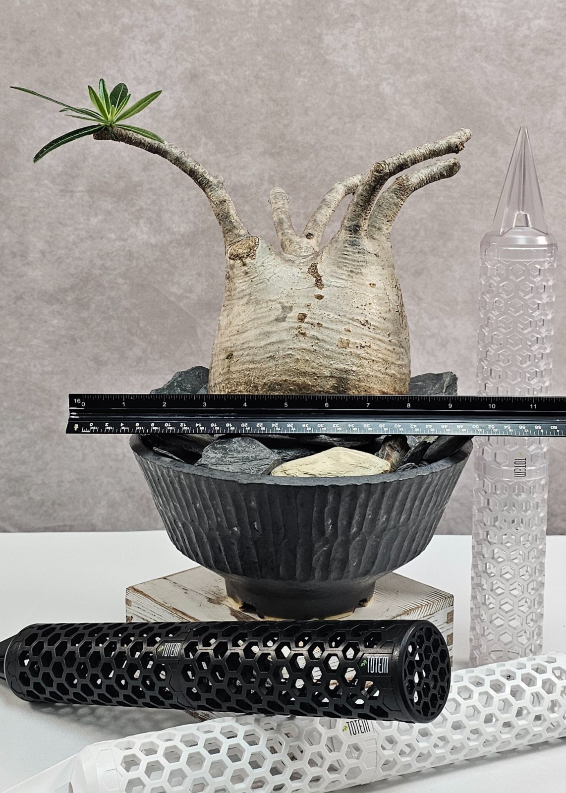 RARE!!! Pachypodium Rosulatum var. Gracilius – C – Large and Heavy (EXACT PLANT)