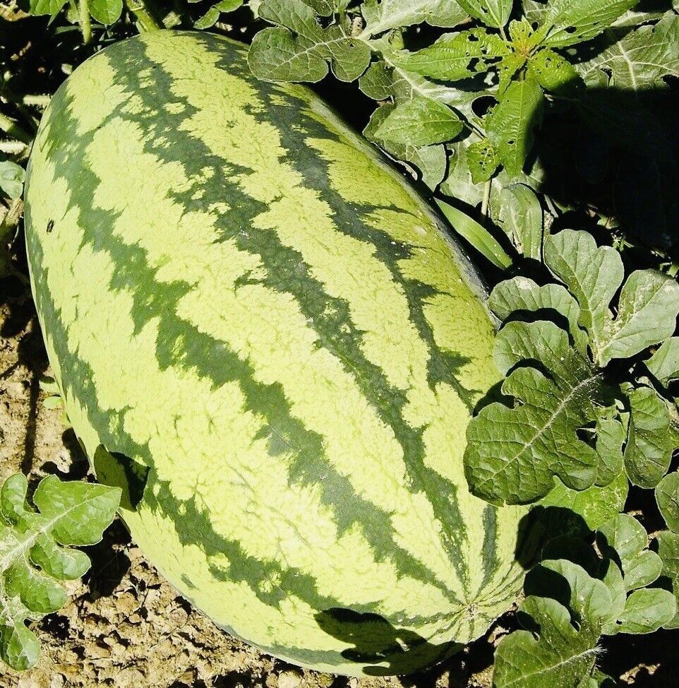 JUBILEE WATERMELON SEEDS NON GMO FRESH HARVEST FREE SHIPPING, # OF SEEDS