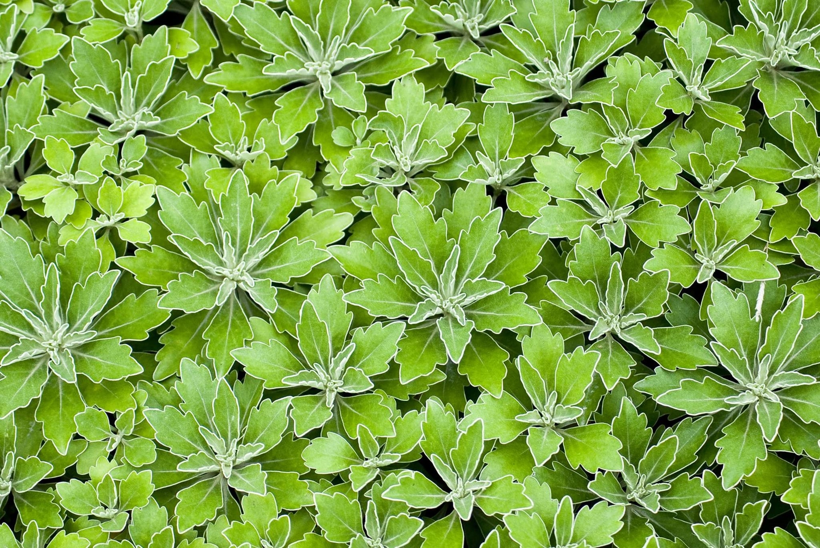 Lambsquarters, Lamb’s Quarters Seeds for Planting (100 Seeds) – Chenopodium Albu
