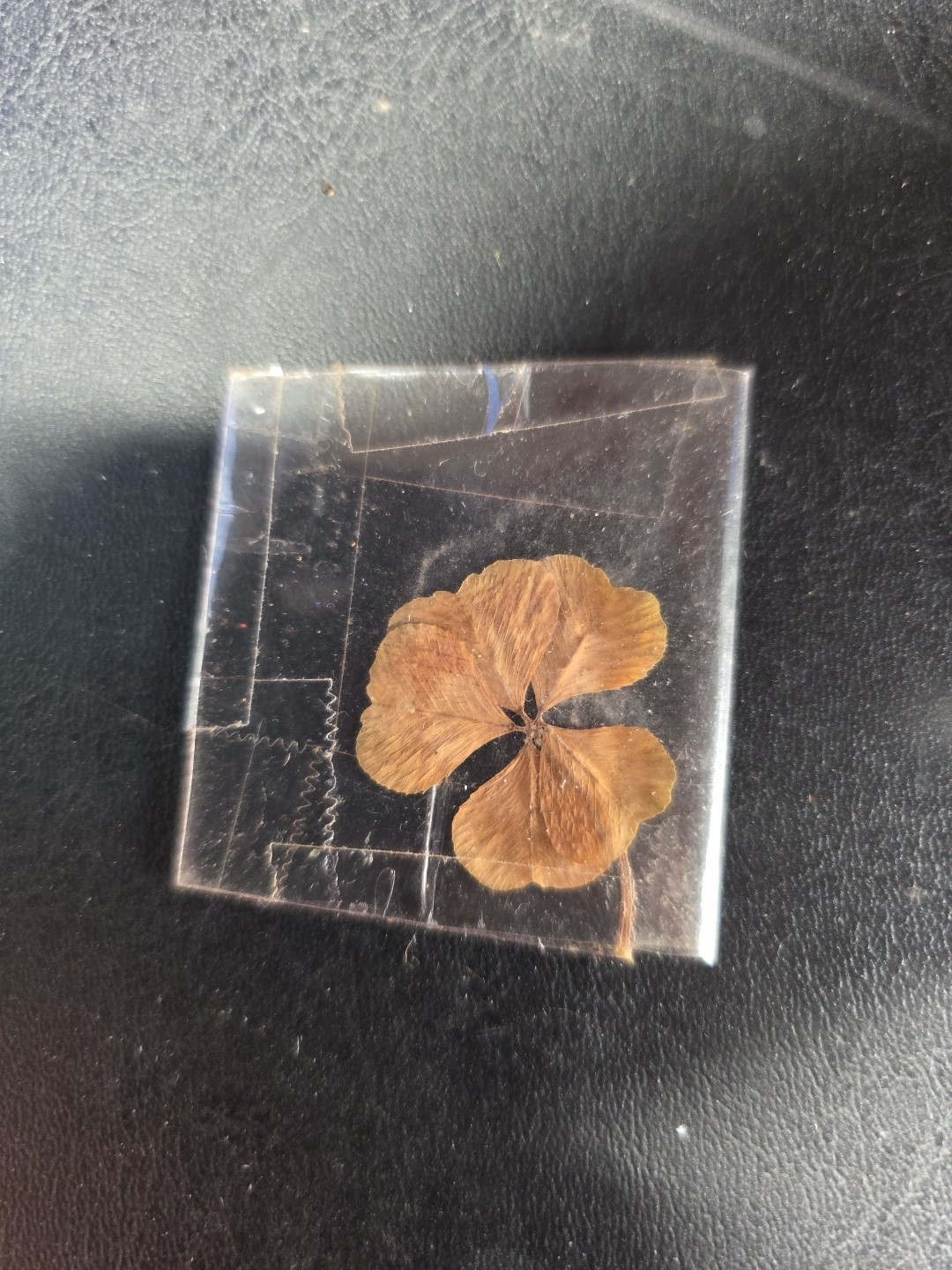 RARE REAL 5 Leaf Clover 🍀 Hand picked – GREAT Gift – LUCKY Good Luck Charm