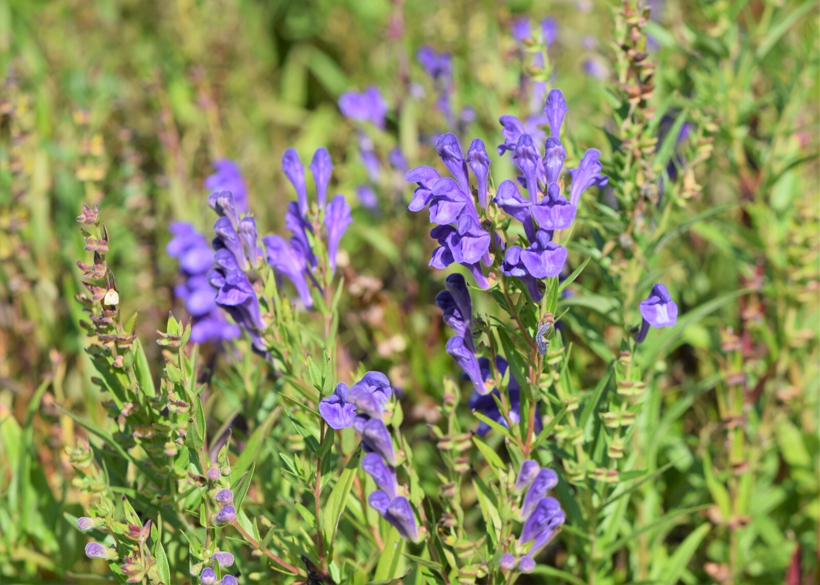 250 Scutellaria baicalensis Seeds – Baikal Scullcap Seeds – Medicinal Herb